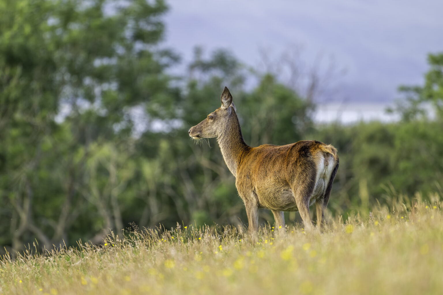 faure.photographie87@gmail.com