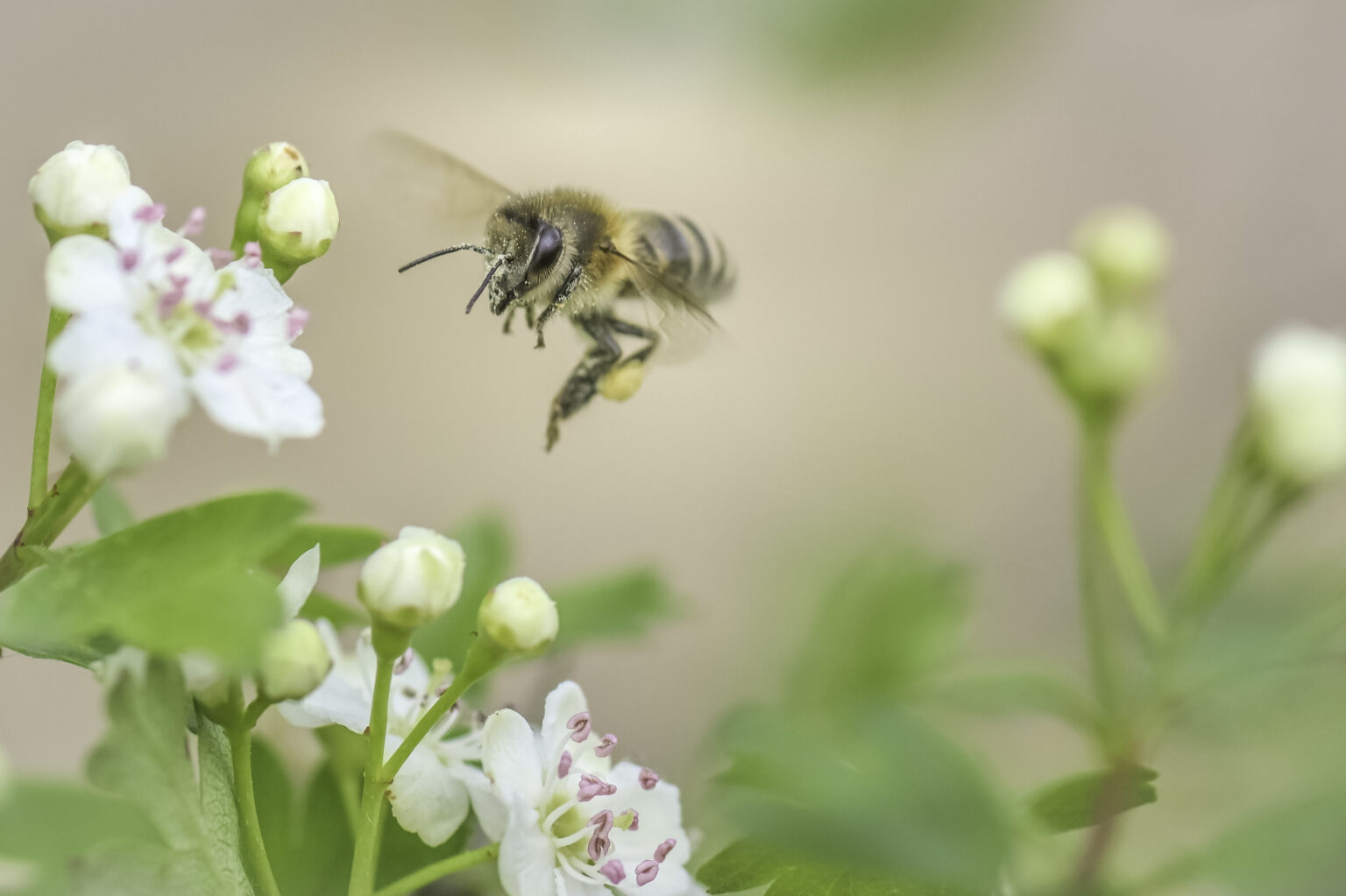 faure.emmanuel87@icloud.com